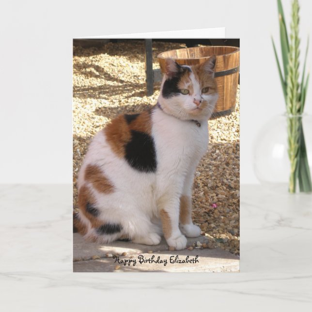 Calico cat sitting in the garden  Birthday Card (Front)