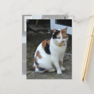 Calico cat sitting outside postcard
