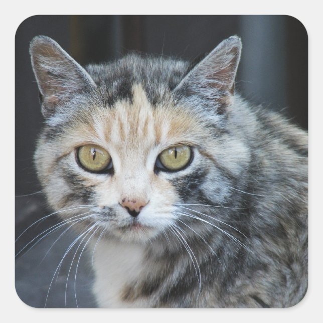 Calico Cat Stickers (Front)