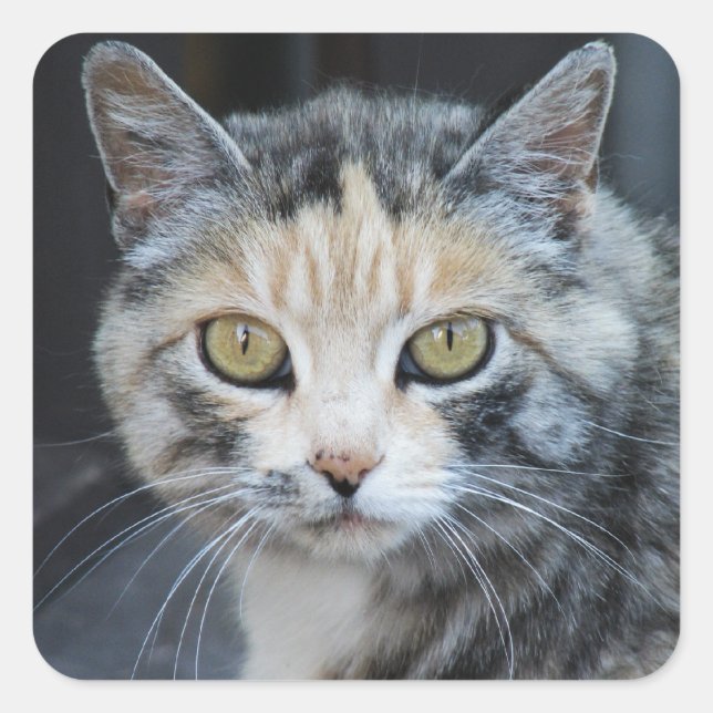 Calico Cat Stickers (Front)