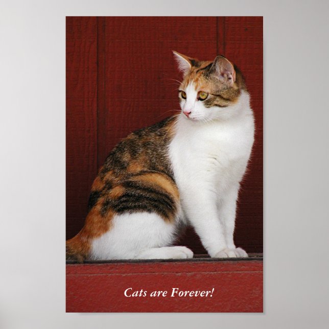 Calico Cats Rule! Poster (Front)
