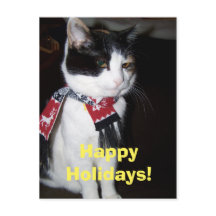 Calico Chat Portant Écharpe Happy Halidays Carte p