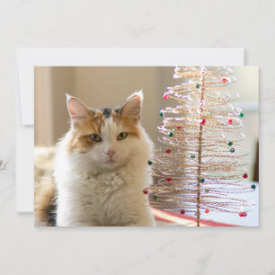 Calico coat lying by her mini Christmas tree Holiday Card