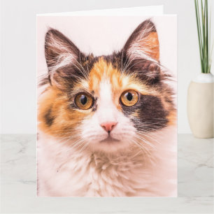CALICO CUTE CAT BIRTHDAY GREETING CARD