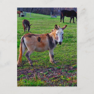 Calico Donkey Postcard