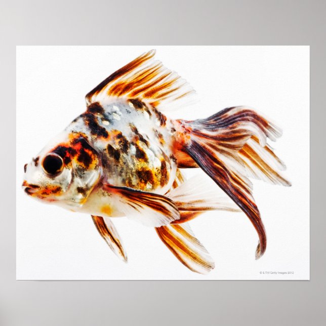 Calico Fantail Comet goldfish Poster (Front)