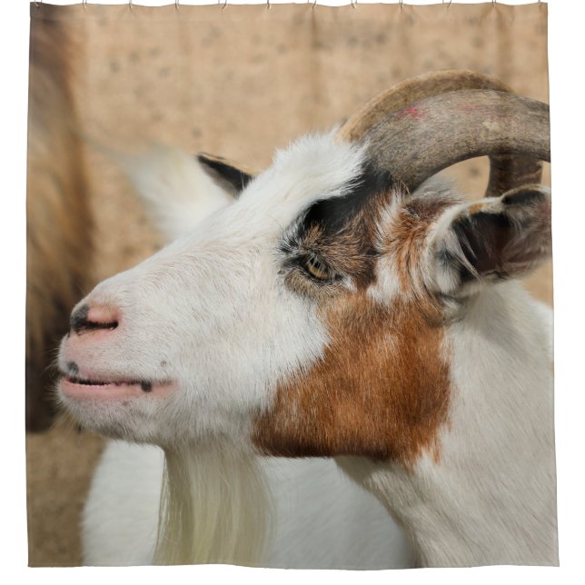Calico goat (Front)