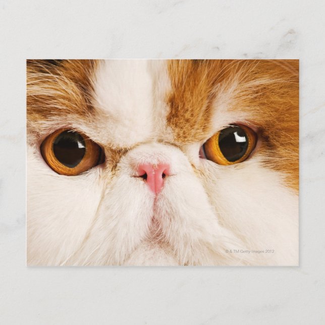 Calico Harlequin Persian Postcard (Front)