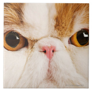 Calico Harlequin Persian Tile