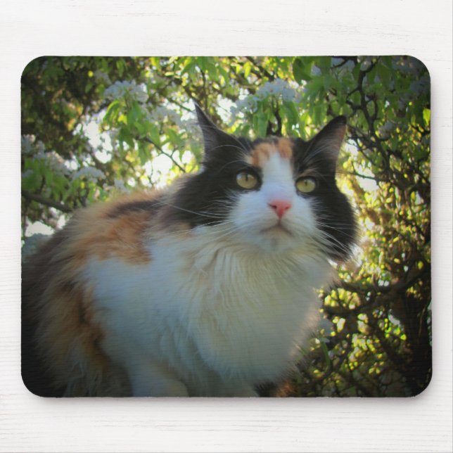 Calico in Blooming Apple Tree Mouse Pad (Front)