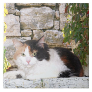 Calico in stone window tile