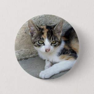 Calico Kitten 2 Inch Round Button