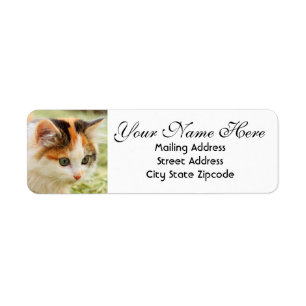 Calico Kitten aux yeux verts Adresse de retour