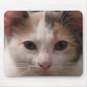 Calico kitten mousepad
