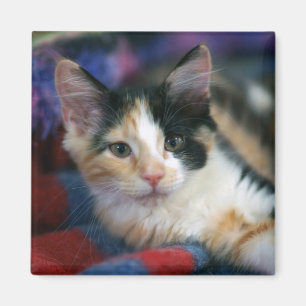 Calico Kitten, Plotting Magnet