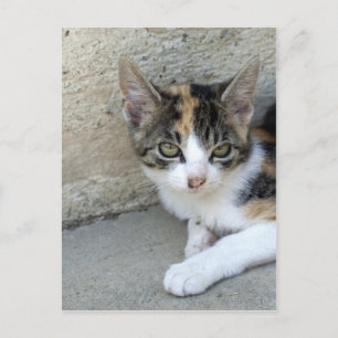 Calico Kitten Postcard