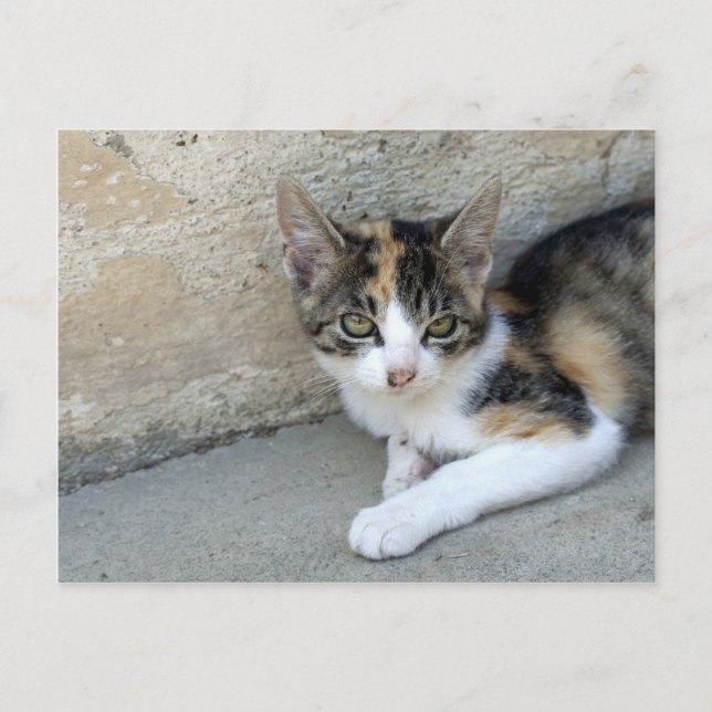 Calico Kitten Postcard (Front)
