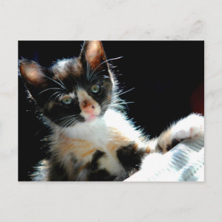 Calico Kitten Postcard