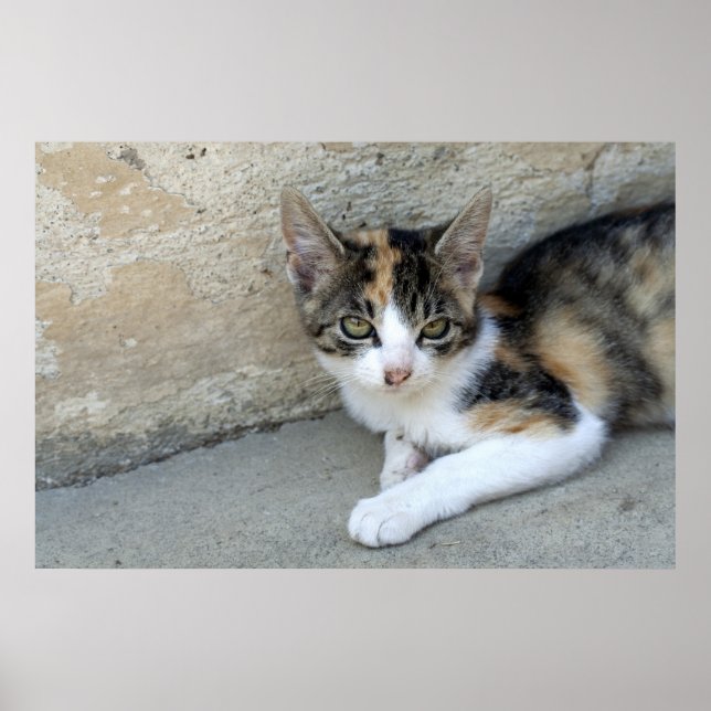 Calico Kitten Poster (Front)