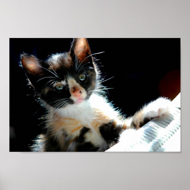 Calico Kitten Poster (Front)