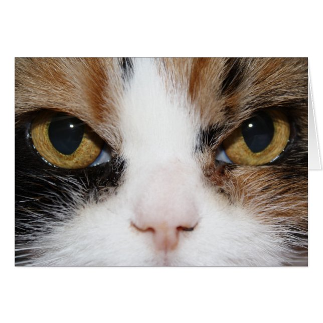 Calico Kitty (Devant horizontal)