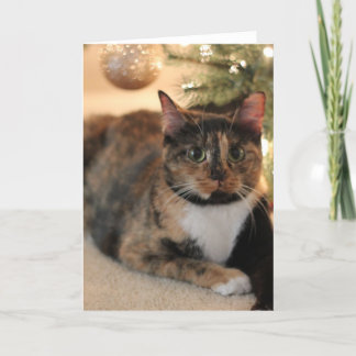 Calico Kitty under Christmas Tree Holiday Card