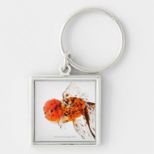 Calico lionhead goldfish (Carassius auratus). Keychain