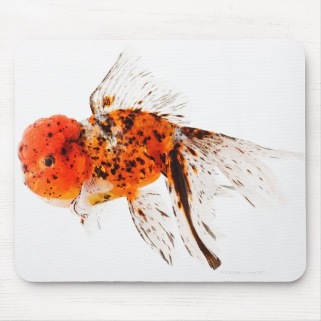 Calico lionhead goldfish (Carassius auratus) Mouse Pad (Front)