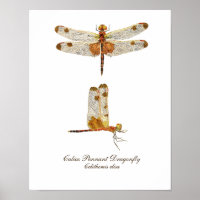 Calico Pennant Dragonfly Art