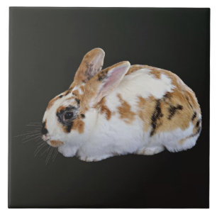 Calico Rabbit Tile