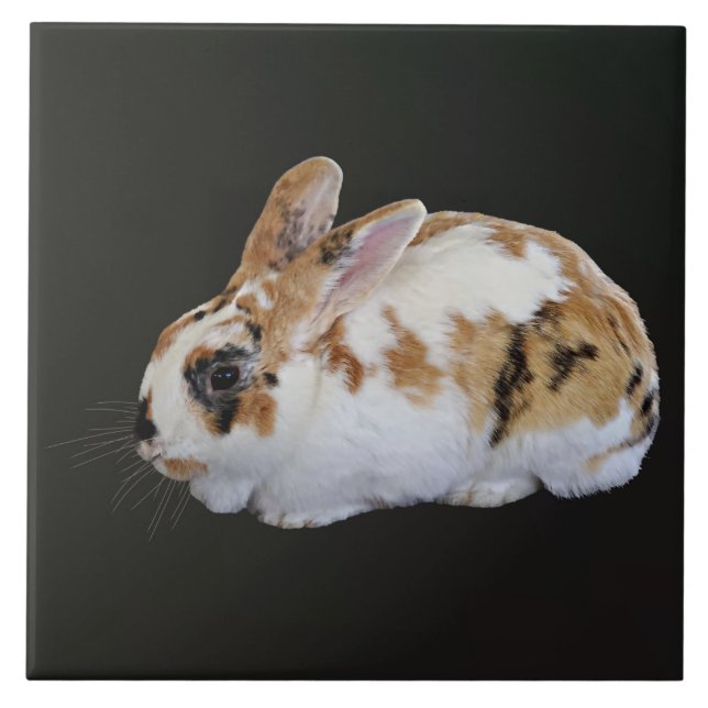 Calico Rabbit Tile (Front)