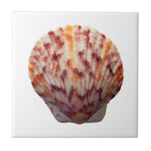 Calico Scallop Shell Tile