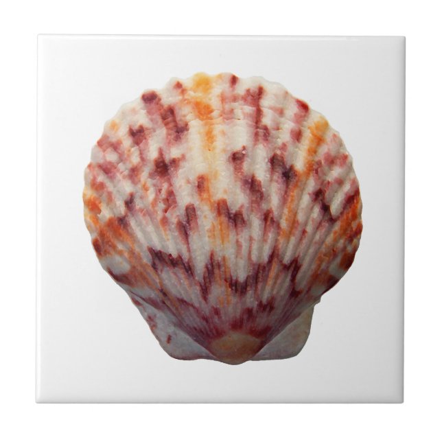 Calico Scallop Shell Tile (Front)