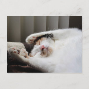 Calico sleeping in the sun postcard