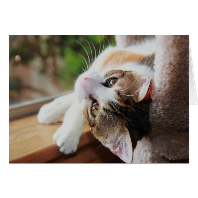 Calico sur le rebord de la fenêtre, précieuses pet (Devant horizontal)