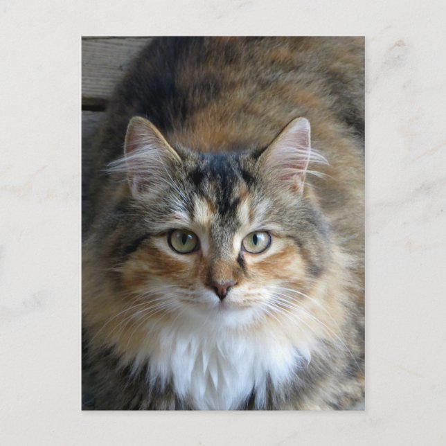 Calico Tabby Postcard (Front)