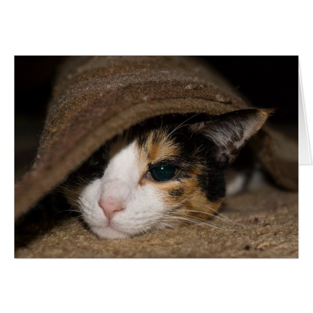 Calico Taco Greeting Card (Front Horizontal)