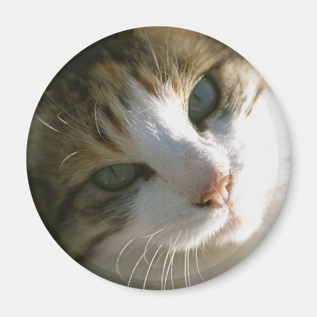Calico Tiger Cat Magnet (Front)