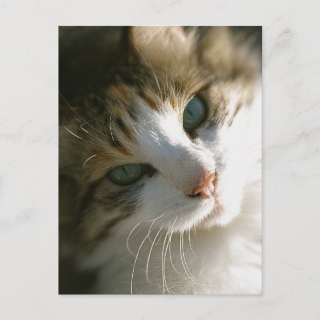 Calico Tiger Cat Postcard (Front)