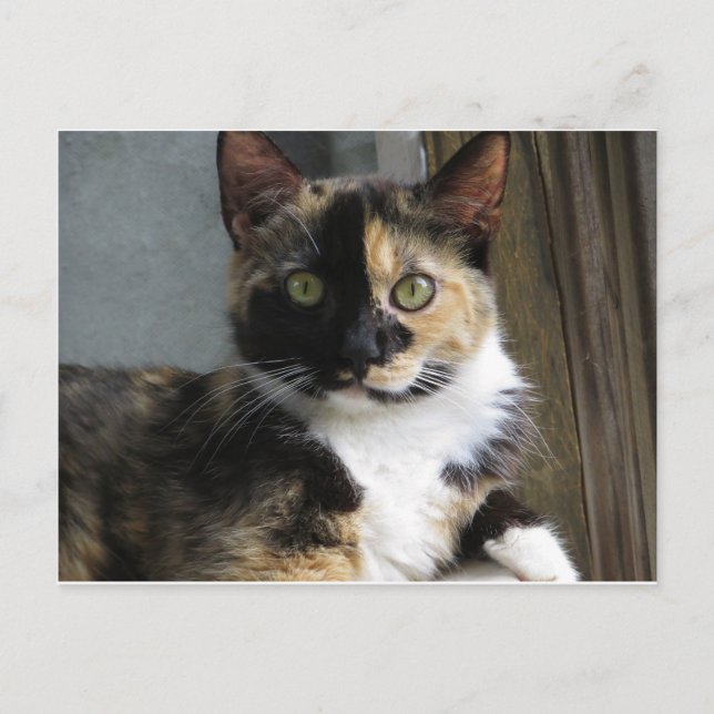 Calico Tortoise Cat Postcard (Front)