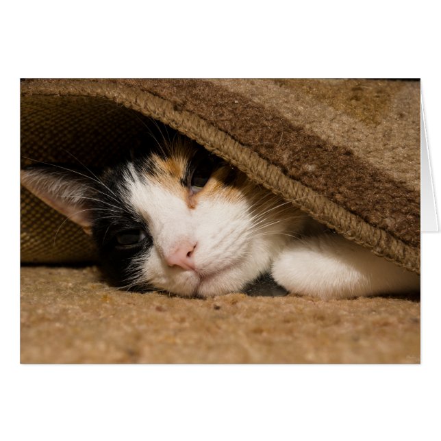 Calico Under The Rug (Front Horizontal)