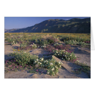 Califorinia, Anza-Borrego Desert SP, Sand
