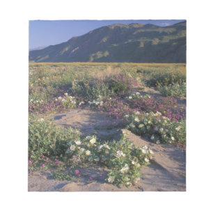 Califorinia, Anza-Borrego Desert SP, Sand Notepad