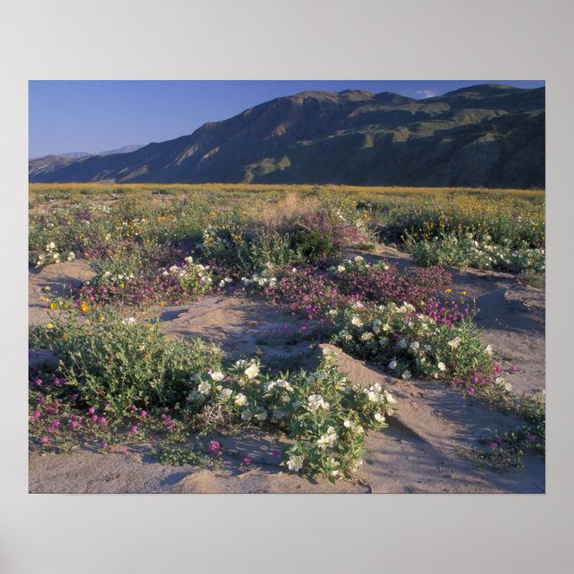 Califorinia, Anza-Borrego Desert SP, Sand Poster (Front)