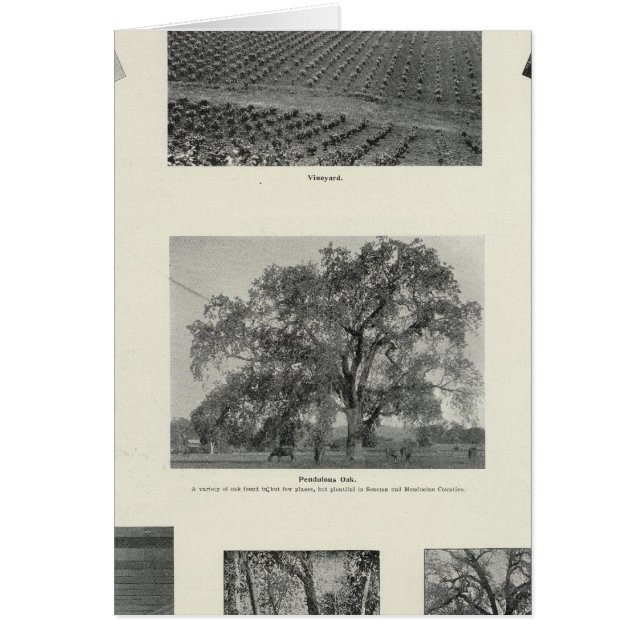 California 4 (Front)