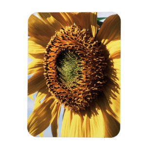 California, A Mammoth Sunflower (Helianthus) 1 Magnet