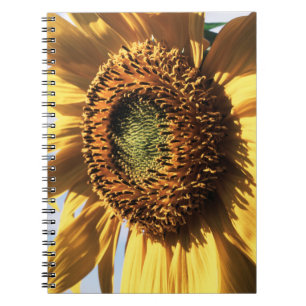California, A Mammoth Sunflower (Helianthus) 1 Notebook