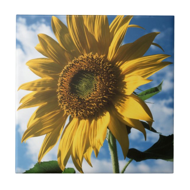 California, A Mammoth Sunflower (Helianthus) 2 Tile (Front)