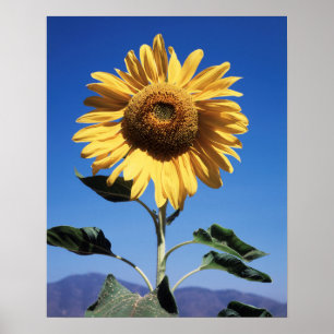 California, A Mammoth Sunflower (Helianthus) 3 Poster
