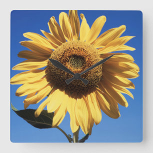 California, A Mammoth Sunflower (Helianthus) 3 Square Wall Clock